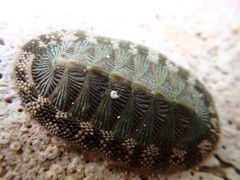 Chiton tuberculatus