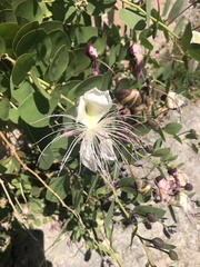 Capparis orientalis