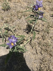 Solanum elaeagnifolium