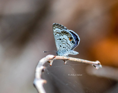 Cyclargus thomasi bethunebakeri