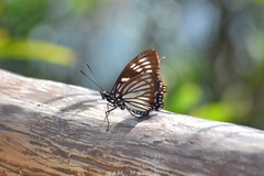 Euripus nyctelius