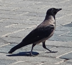 Corvus cornix