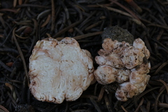 Hydnotrya