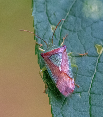 Acanthosoma haemorrhoidale