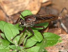 Proctacanthus longus