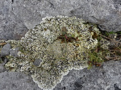 Squamarina cartilaginea