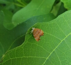 Choreutis nemorana
