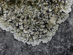 Squamarina cartilaginea