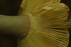 Russula alutacea