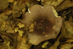 Russula alutacea