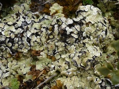 Squamarina cartilaginea