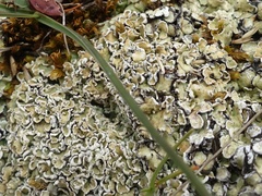 Squamarina cartilaginea