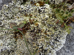 Squamarina cartilaginea