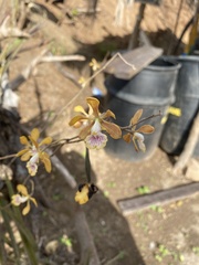 Encyclia trachycarpa