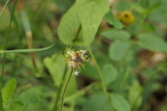 Pentanema salicinum