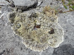 Squamarina cartilaginea