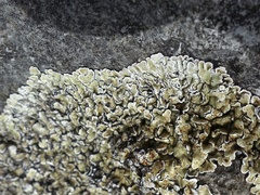 Squamarina cartilaginea