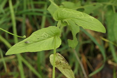 Pentanema salicinum