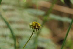 Pentanema salicinum