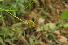 Pentanema salicinum