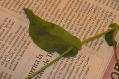 Pentanema salicinum