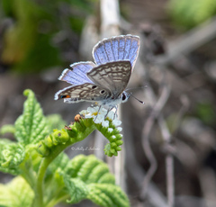 Cyclargus thomasi bethunebakeri