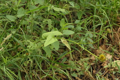 Pentanema salicinum