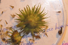 Pentanema salicinum