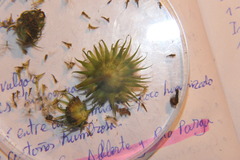 Pentanema salicinum