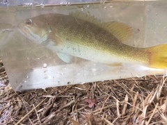 Micropterus coosae