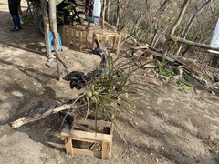 Encyclia trachycarpa