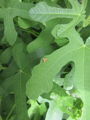 Choreutis nemorana