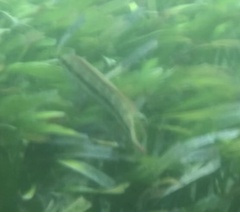 Halichoeres bivittatus