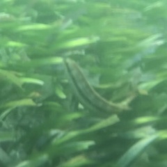 Halichoeres bivittatus