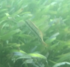 Halichoeres bivittatus