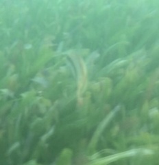 Halichoeres bivittatus