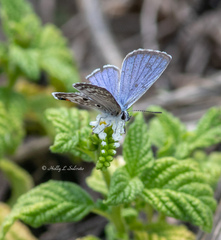 Cyclargus thomasi bethunebakeri