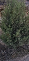 Cupressus forbesii