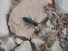 Agapanthiola leucaspis