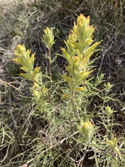 Castilleja flava flava