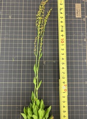 Rumex acetosella angiocarpus