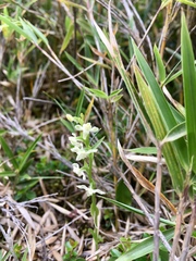 Platanthera brevicalcarata