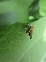 Choreutis nemorana