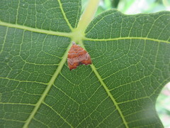 Choreutis nemorana