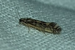 Agraylea multipunctata