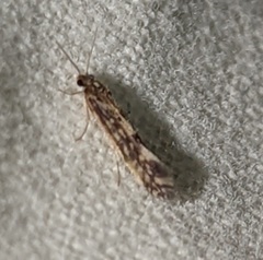 Agraylea multipunctata