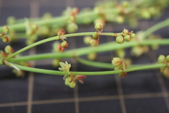 Rumex acetosella angiocarpus