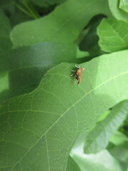 Choreutis nemorana