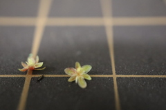 Rumex acetosella angiocarpus