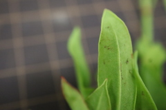 Rumex acetosella angiocarpus